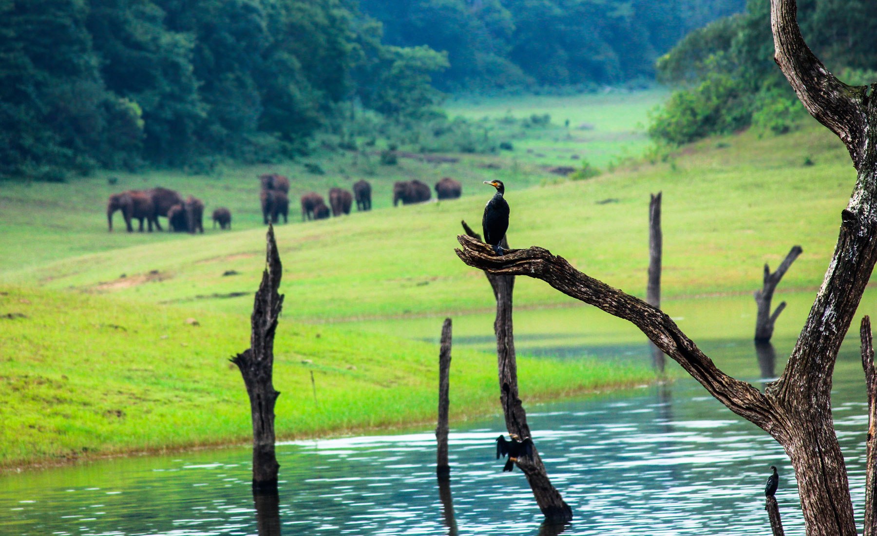 1690219835_1zoom-club-p-indiya-zapovedniki-31